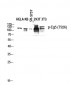 Eg5 (phospho Thr926) Polyclonal Antibody
